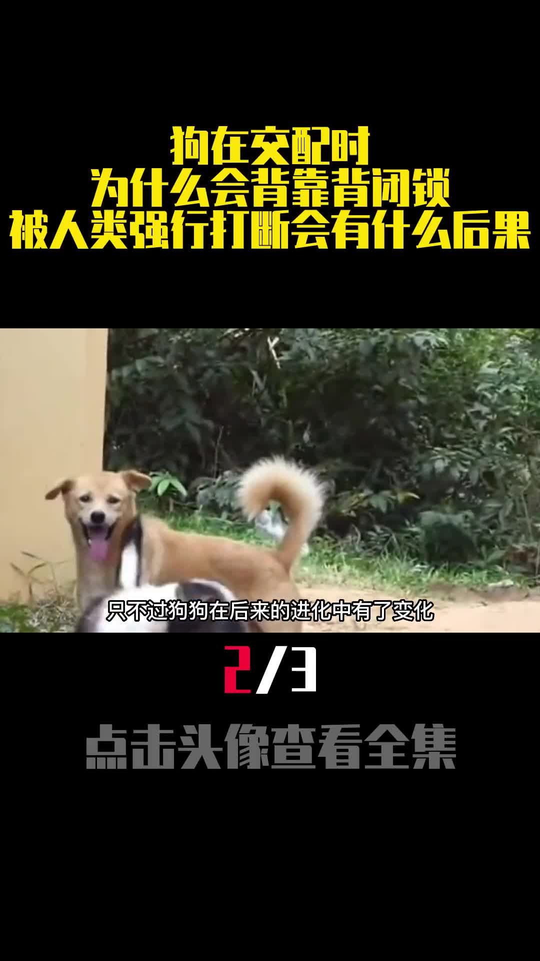 狗在交配时为什么会背靠背闭锁被人类强行打断会有什么后果