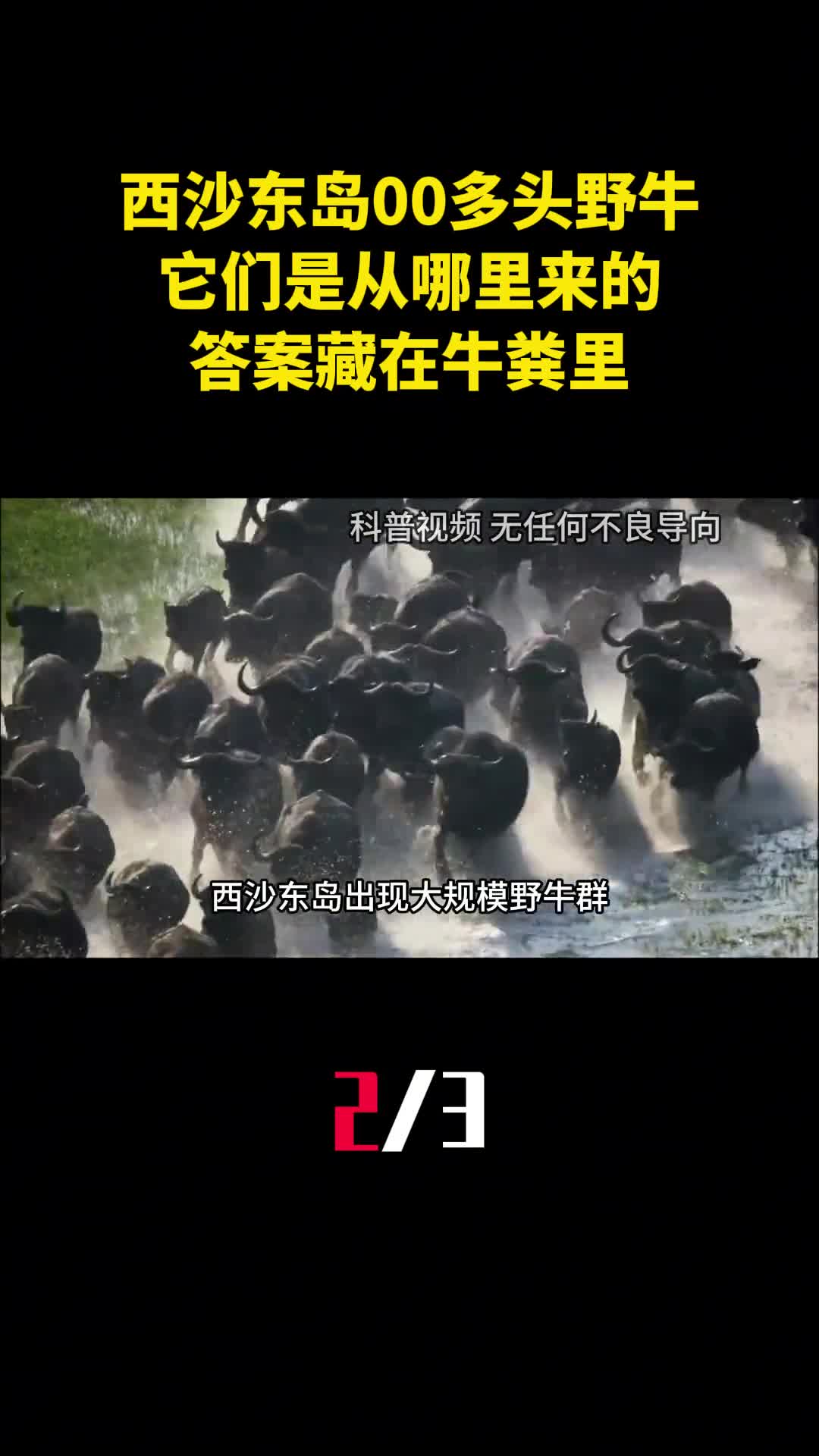西沙东岛发现400多头野牛它们是从哪里来的答案藏在牛粪里2