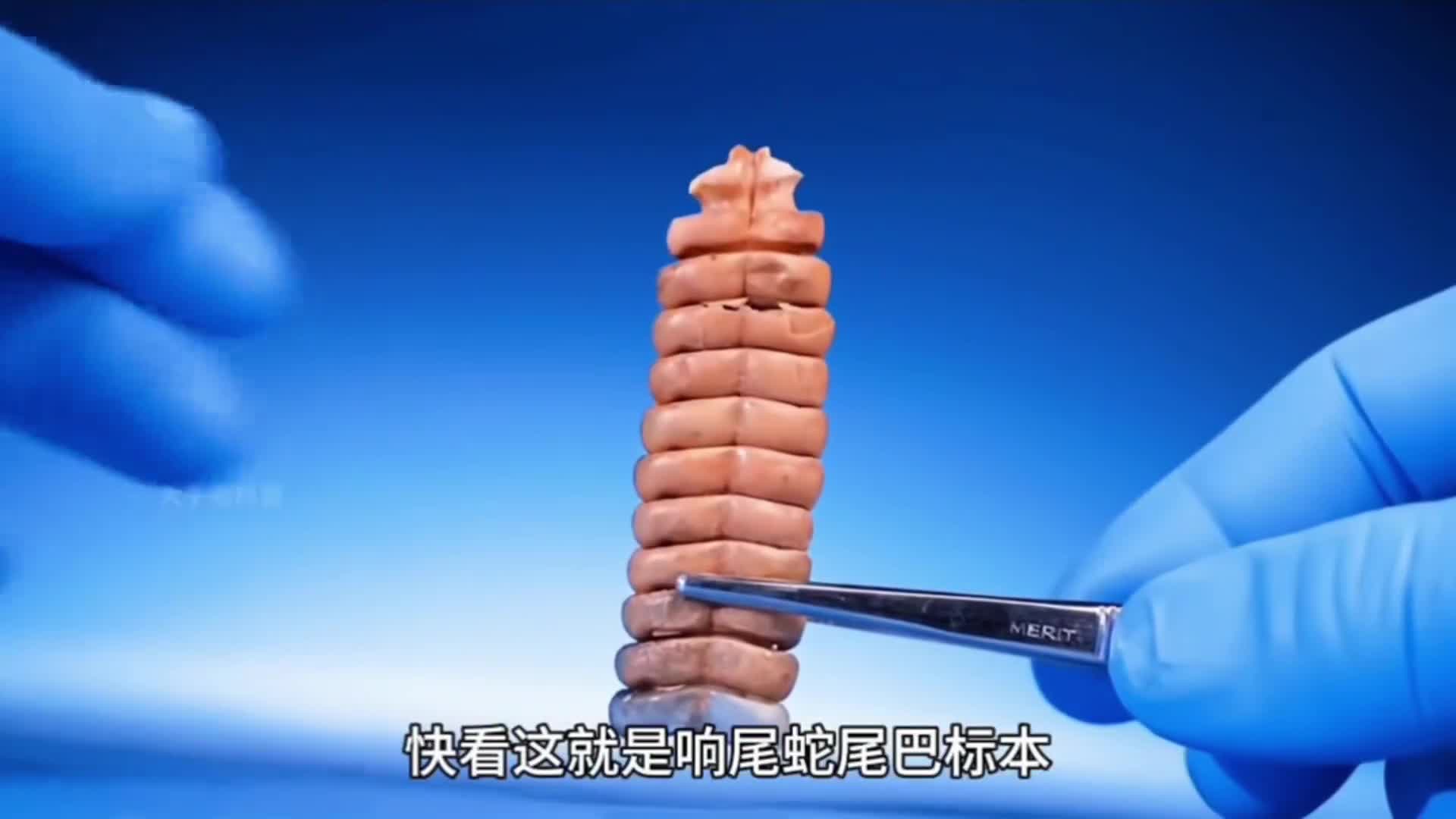 响尾蛇是怎样发出声音的呢响尾蛇是怎样发出声音的呢