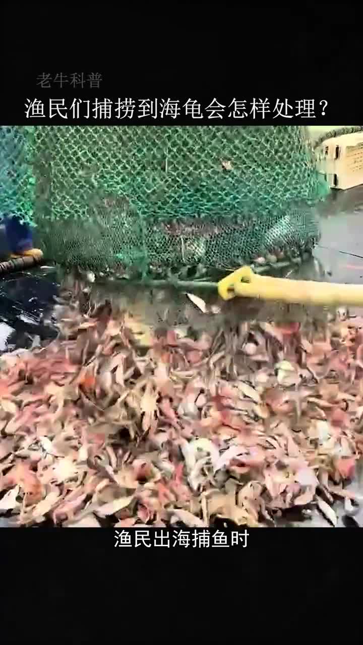 渔民们捕获到海龟会怎样处理