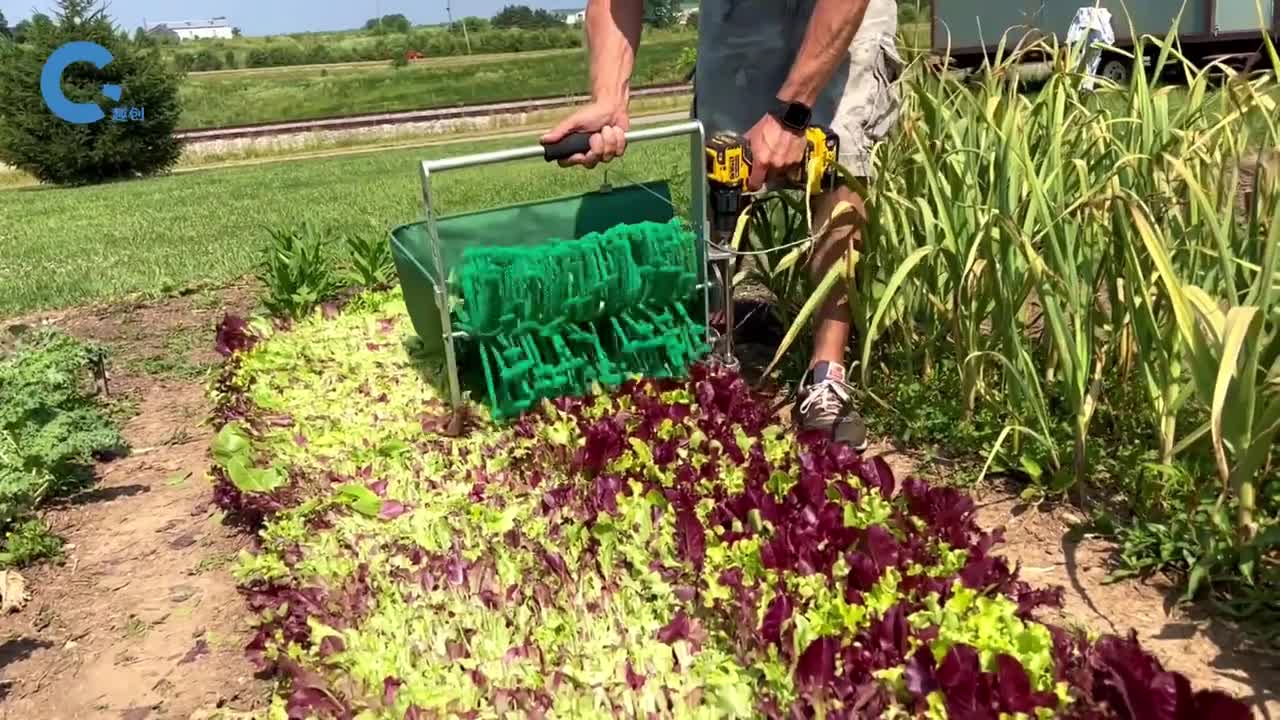 不可思议的沙拉菜收割机只收割菜叶留下菜根