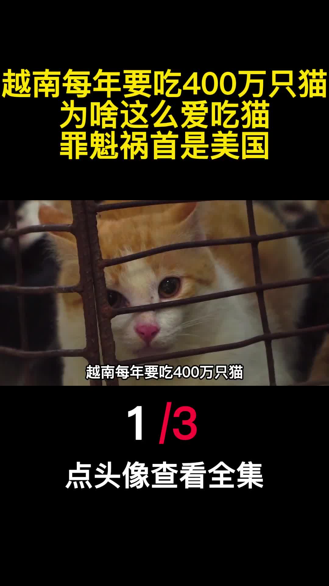 越南每年要吃400万只猫为啥这么爱吃猫罪魁祸首是美国1