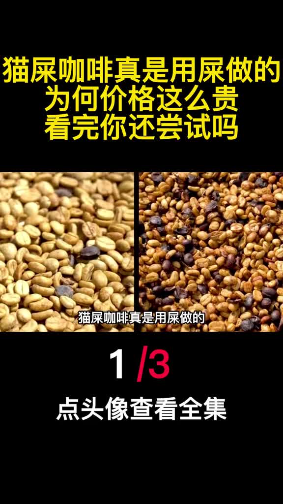 猫屎咖啡真是用屎做的为何价格这么贵看完你还尝试吗1