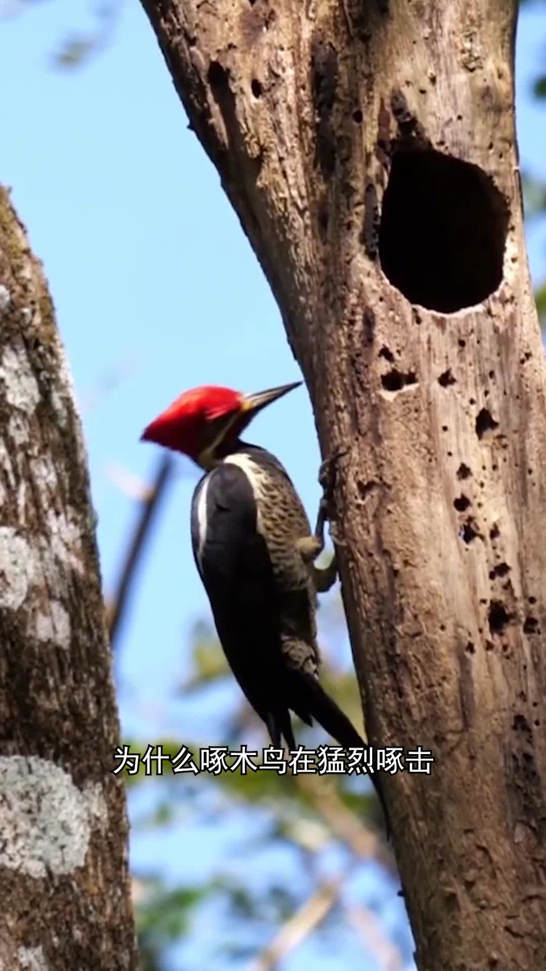 为什么啄木鸟在猛烈啄击树木时不会受到脑损伤呢