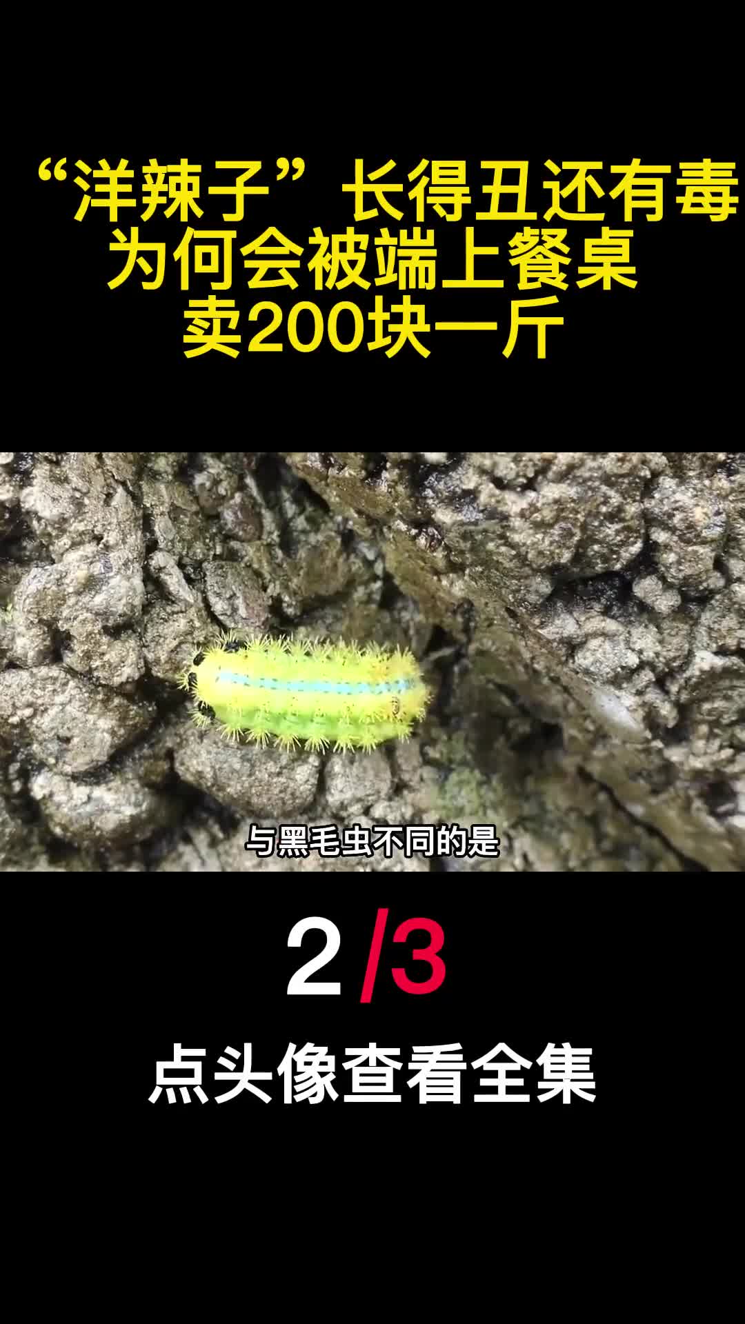 洋辣子长得丑还有毒为何会被端上餐桌卖200块一斤2