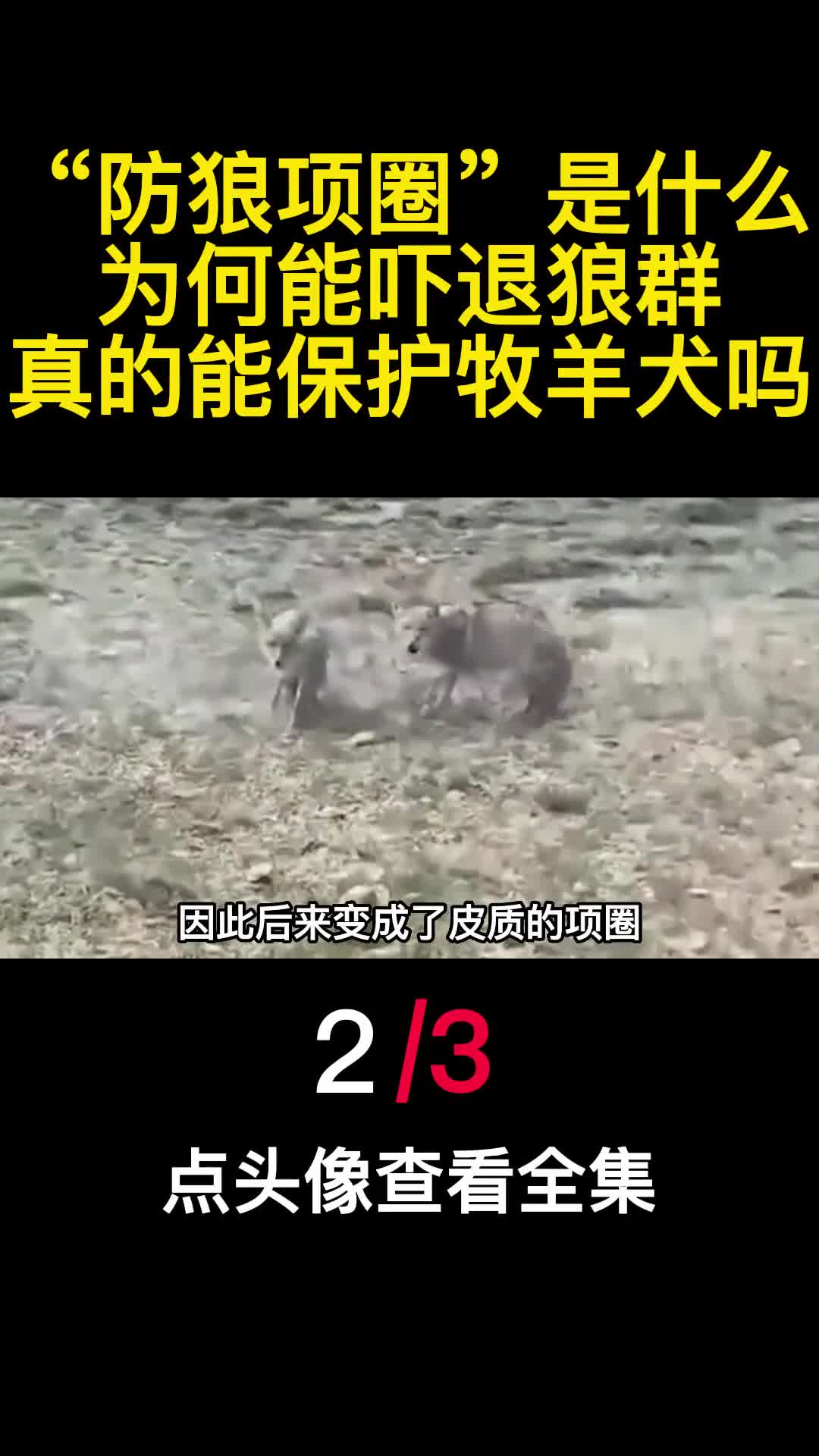 防狼项圈是什么为何能吓退狼群真的能保护牧羊犬吗2