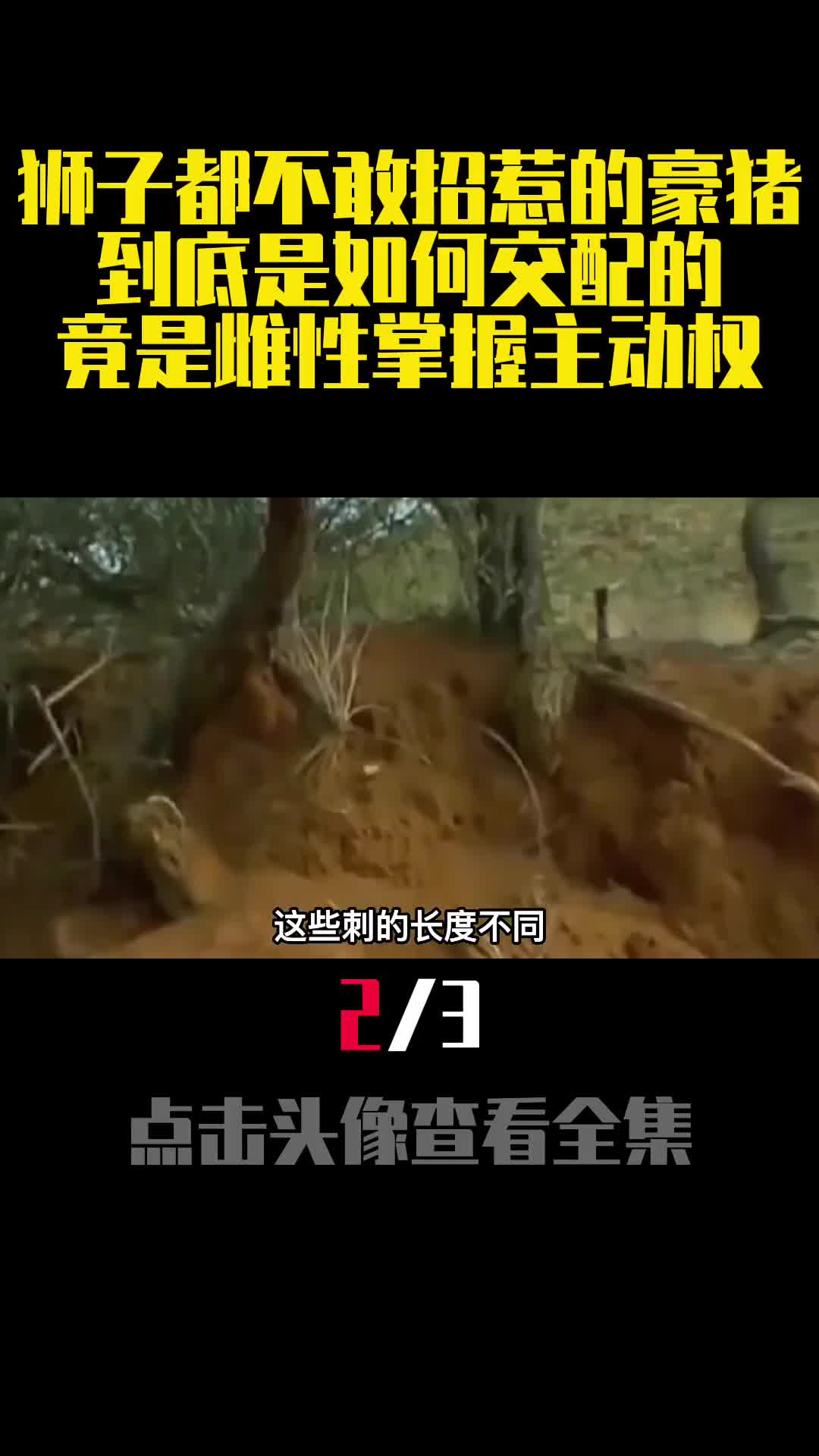 狮子都不敢招惹的豪猪到底是如何交配的竟是雌性掌握主动权2