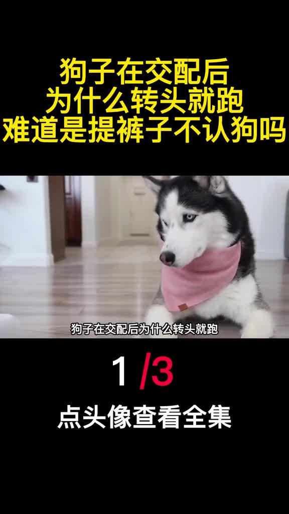 狗子在交配后为什么转头就跑难道是提裤子不认狗吗1