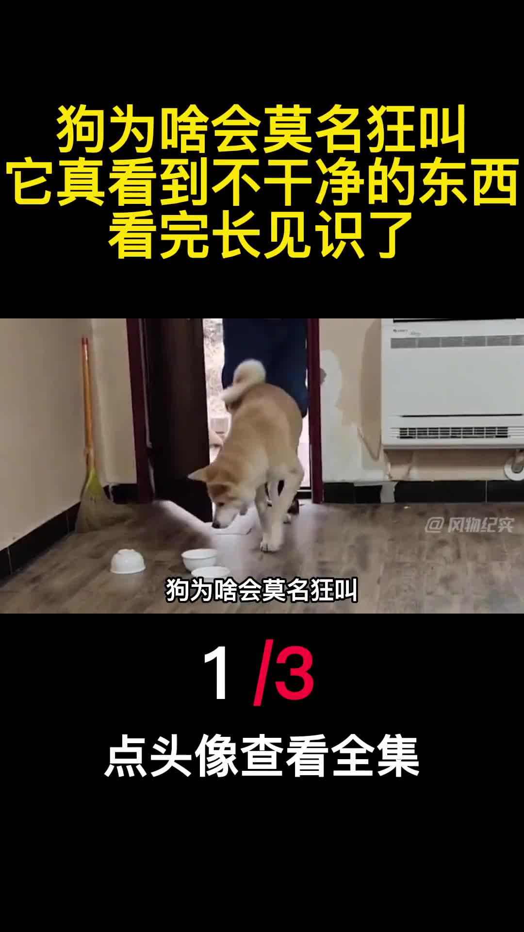 狗为啥会莫名狂叫它真看到不干净的东西看完长见识了1