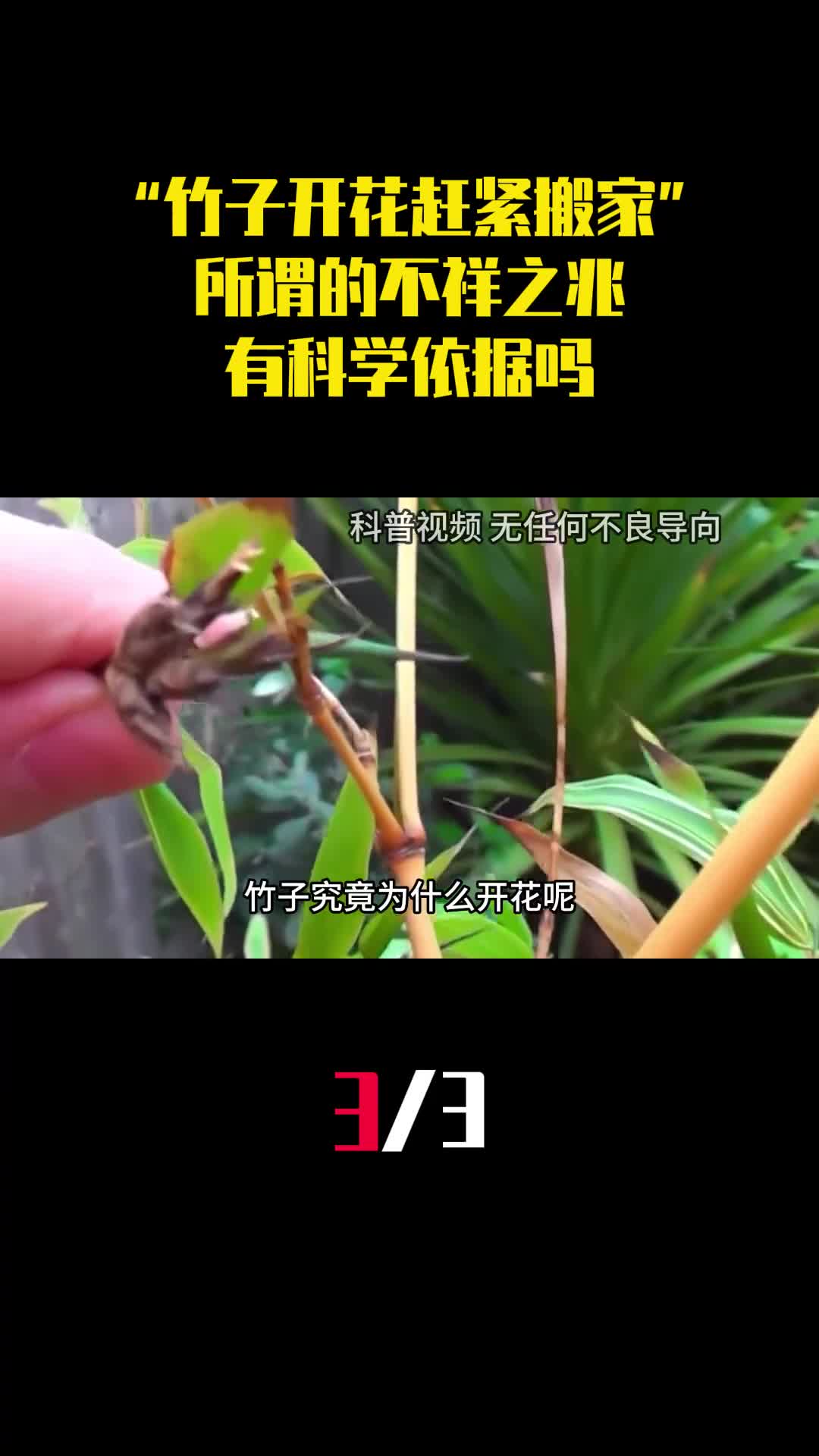 老话说竹子开花赶紧搬家所谓的不祥之兆有科学依据吗3