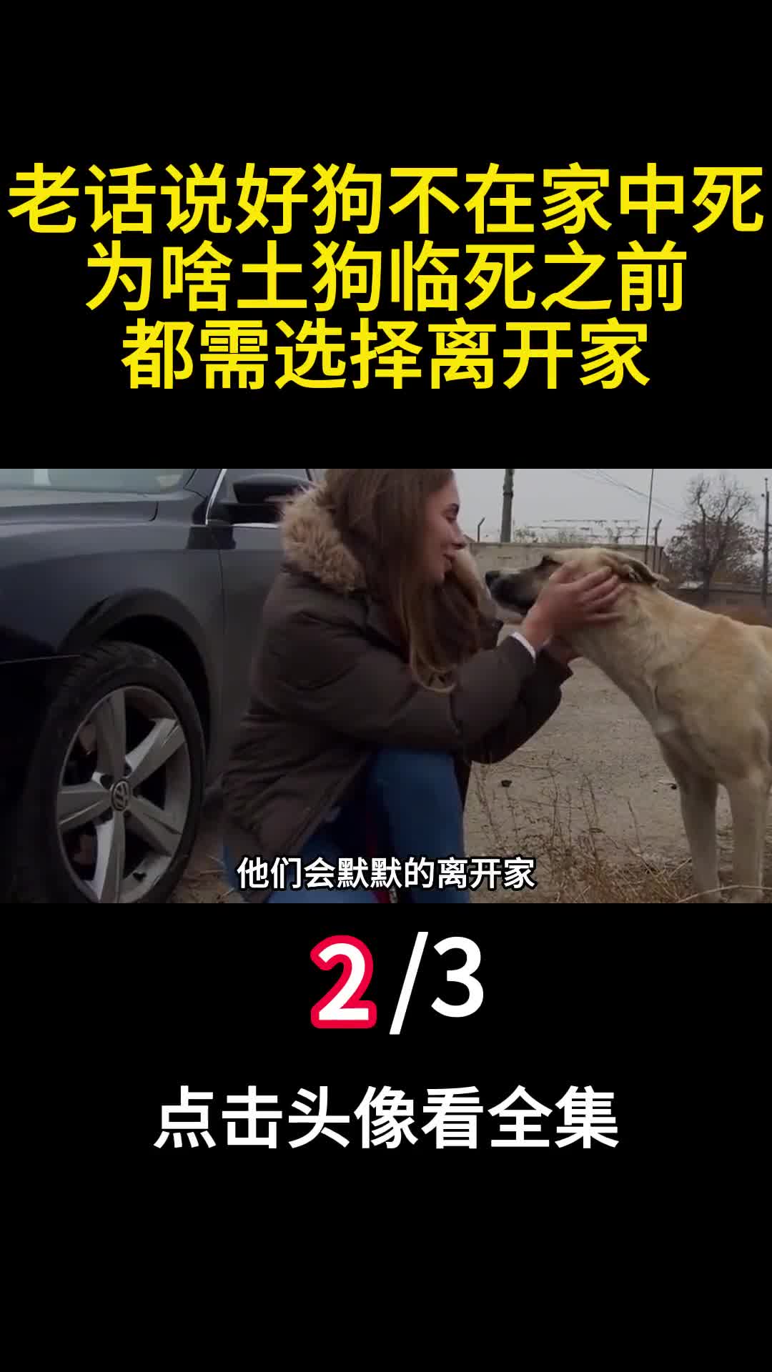 老话说好狗不在家中死为啥土狗临死之前都需选择离开家二