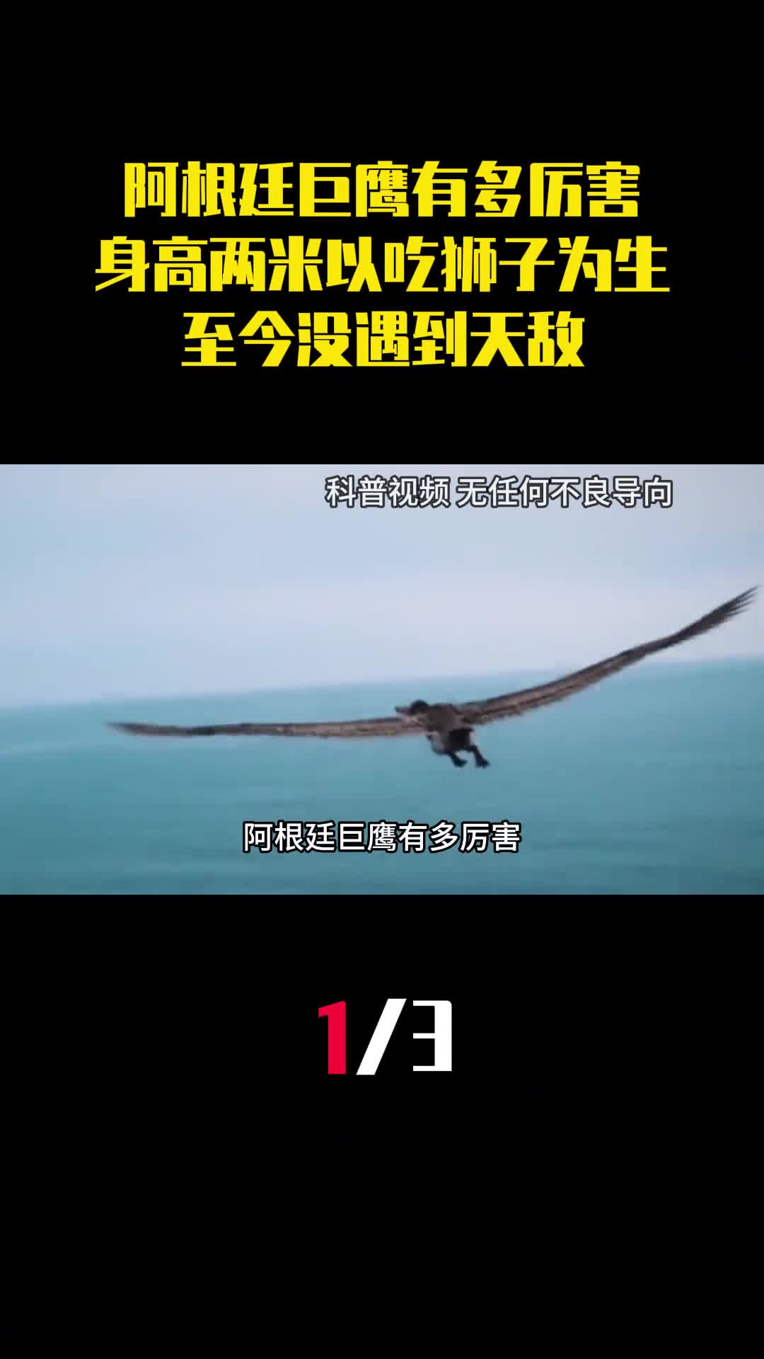 阿根廷巨鹰有多厉害身高两米以吃狮子为生至今没遇到天敌1