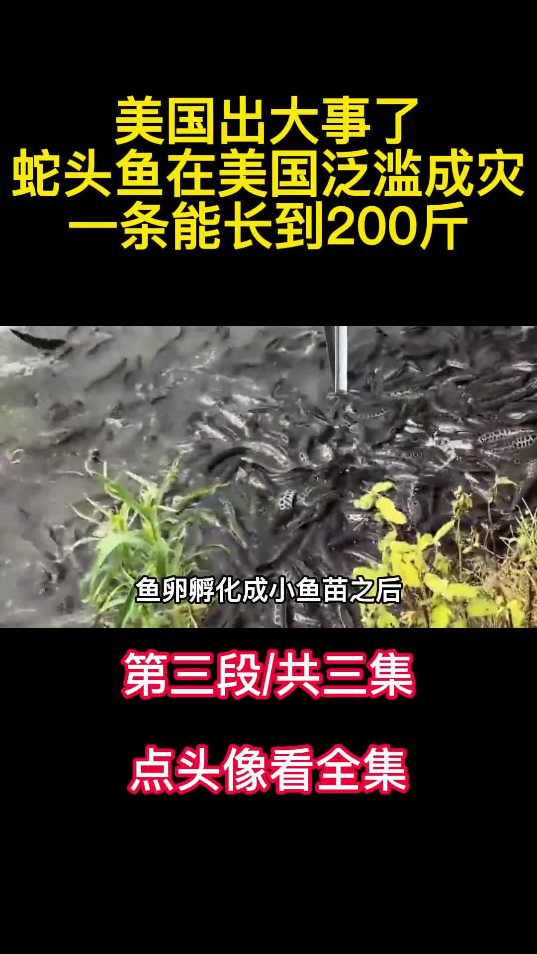 美国出大事了蛇头鱼在美国泛滥成灾一条能长到200斤3