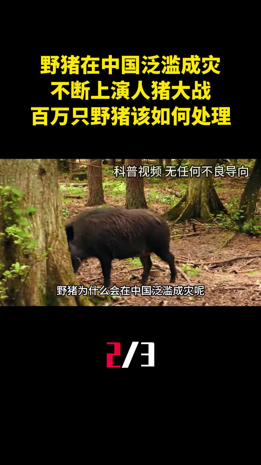 野猪在中国泛滥成灾不断上演人猪大战百万只野猪该如何处理2