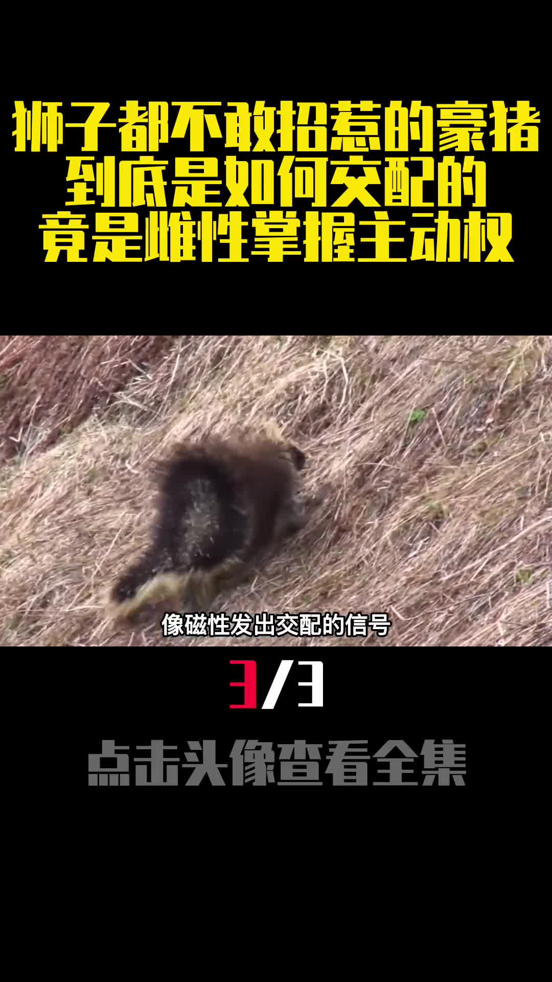 狮子都不敢招惹的豪猪到底是如何交配的竟是雌性掌握主动权3