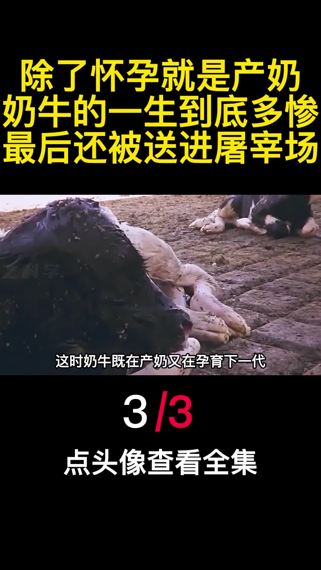 除了怀孕就是产奶奶牛的一生到底多惨最后还被送进屠宰场3