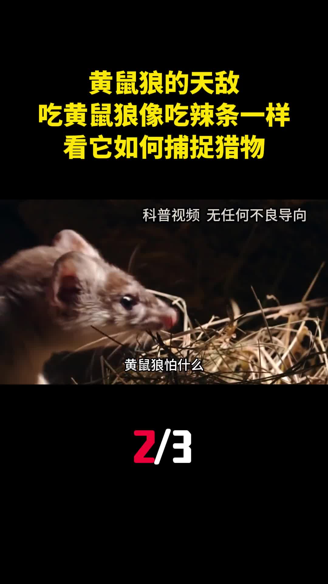 黄鼠狼的天敌吃黄鼠狼像吃辣条一样看它如何捕捉猎物2
