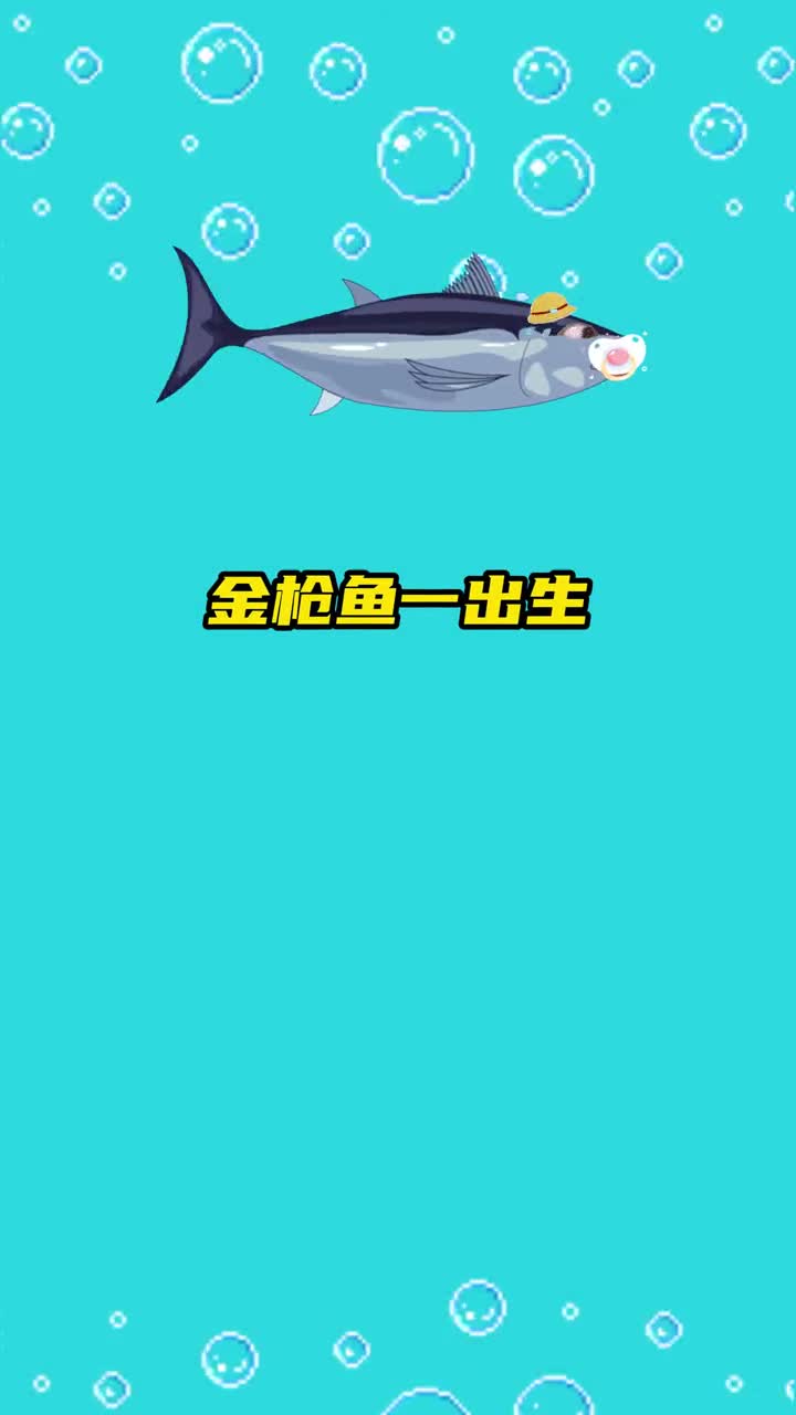 一生必须不停游泳的鱼