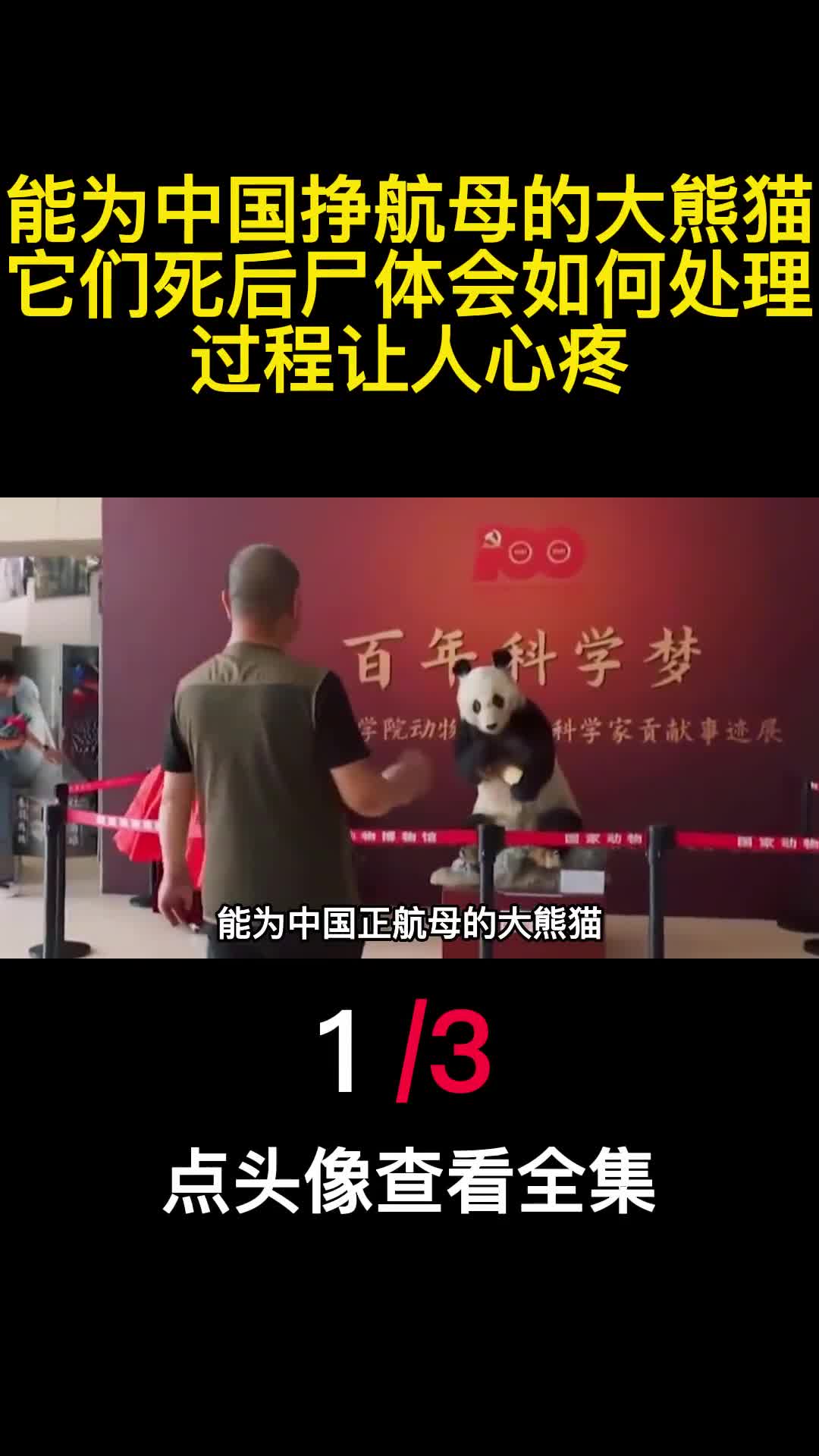 能为中国挣航母的大熊猫它们死后尸体会如何处理过程让人心疼1