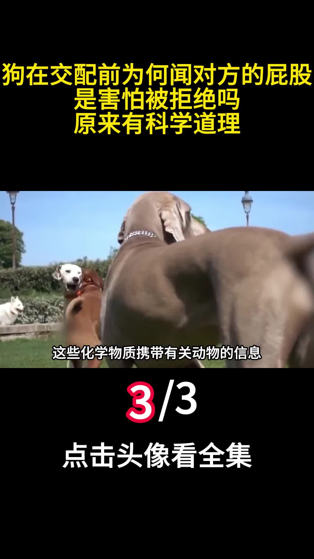 狗在交配前为何闻对方的屁股是害怕被拒绝吗原来有科学道理3