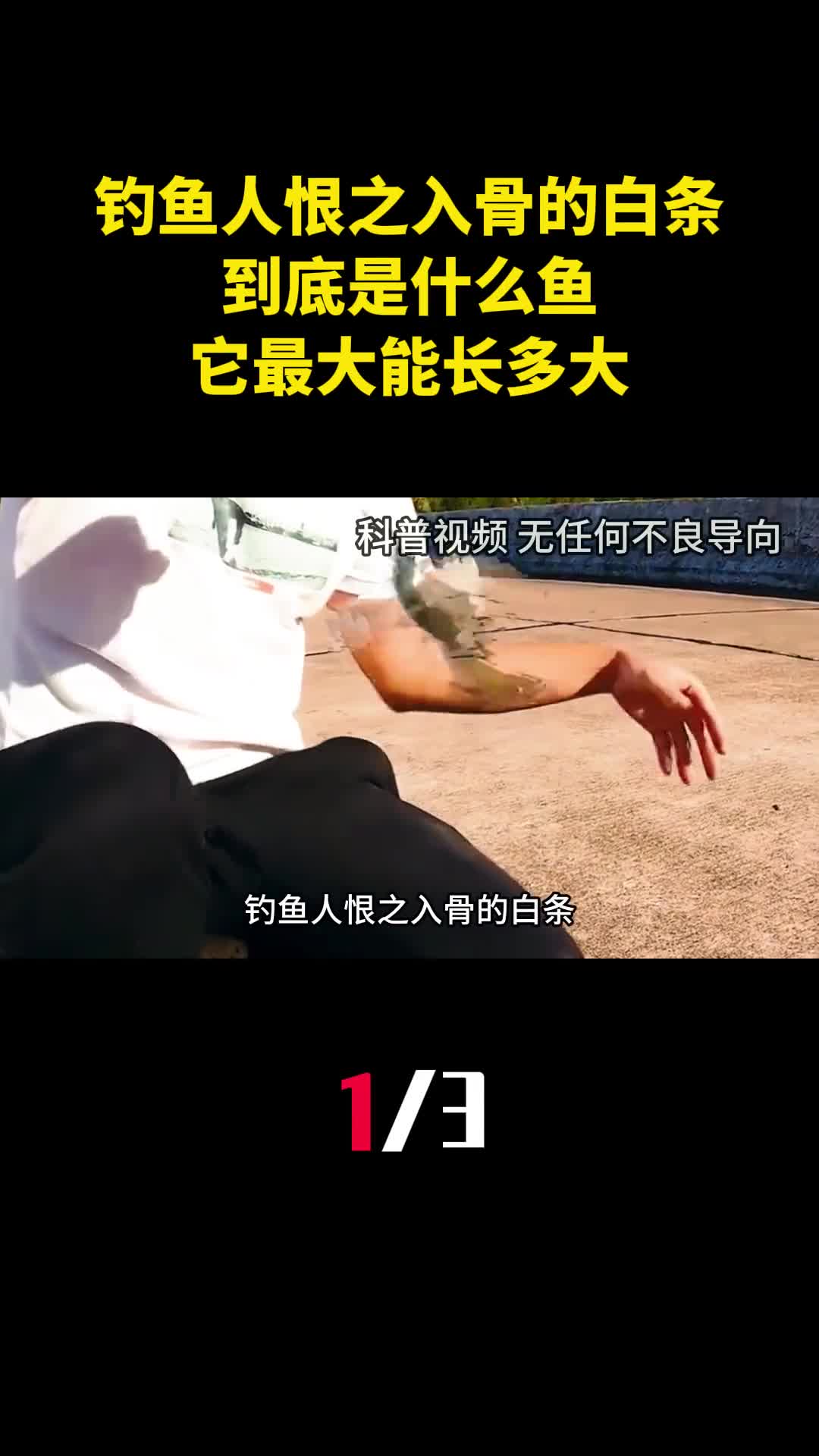 钓鱼人恨之入骨的白条到底是什么鱼它最大能长多大1