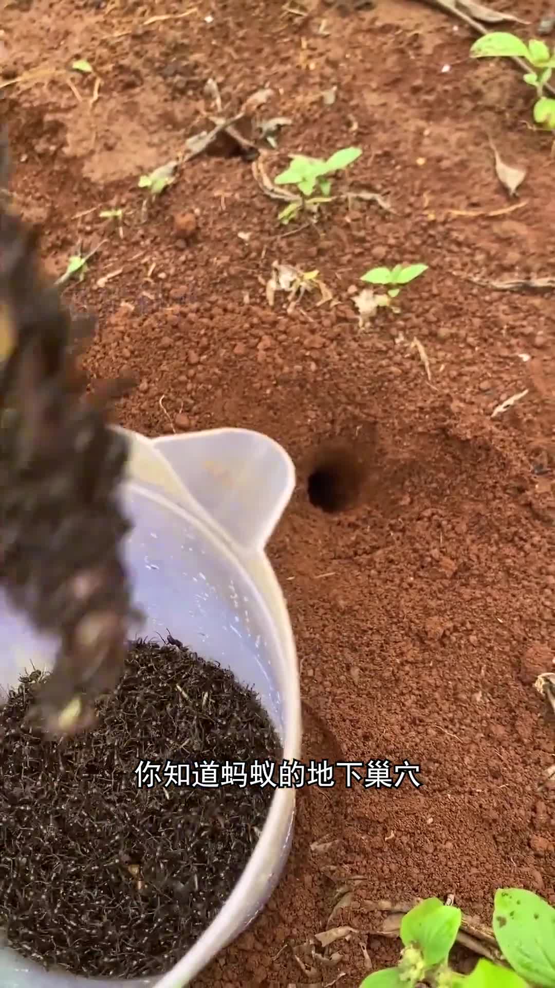 你知道蚂蚁的地下巢穴规模有多大吗