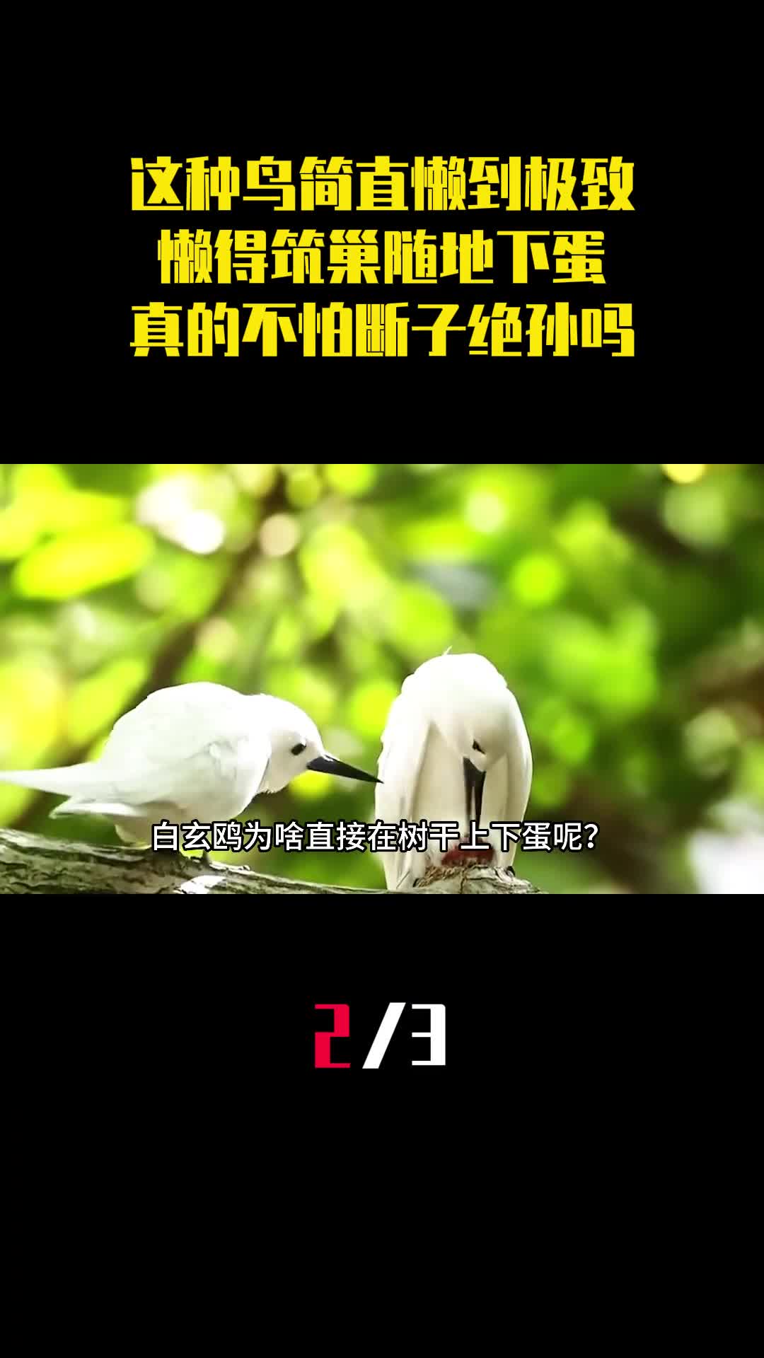 这种鸟简直懒到极致懒得筑巢随地下蛋真的不怕断子绝孙吗2