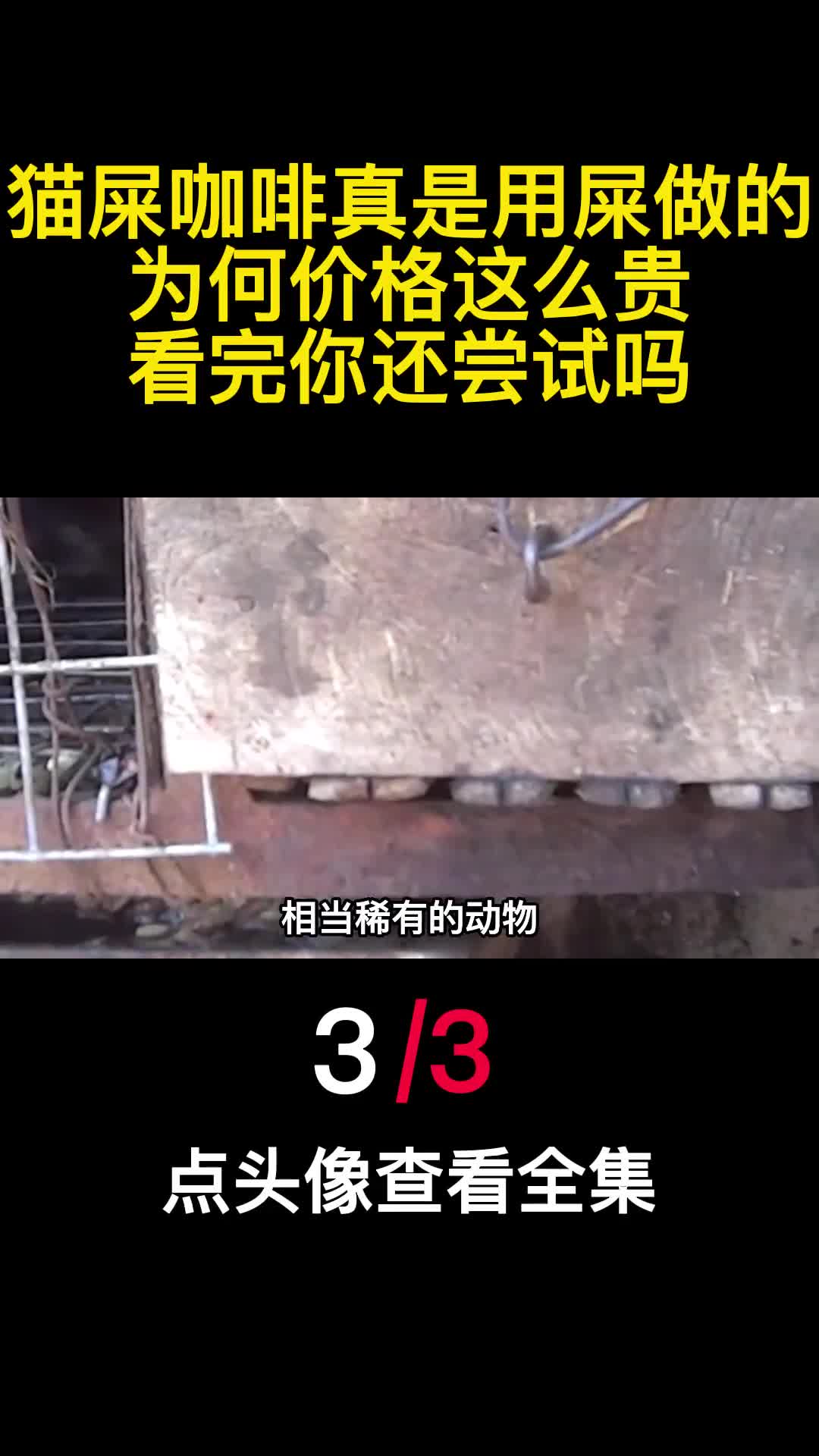 猫屎咖啡真是用屎做的为何价格这么贵看完你还尝试吗3