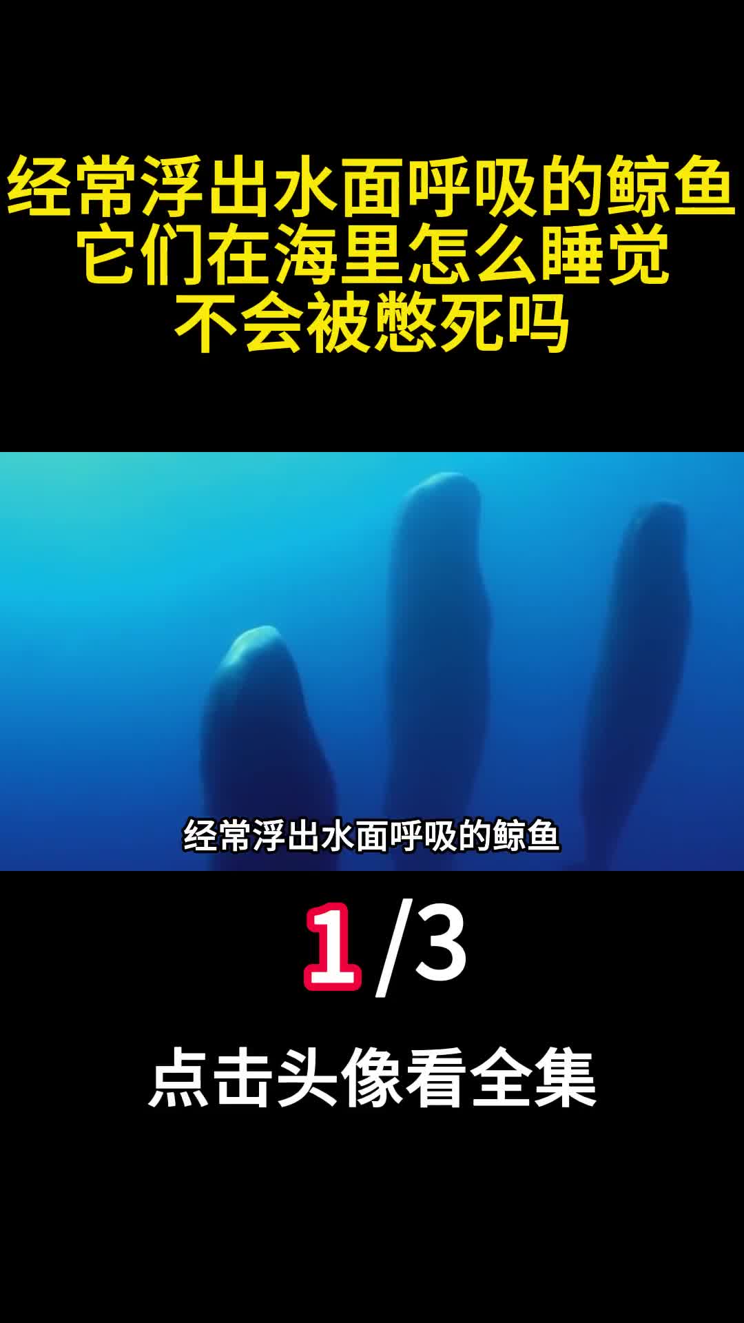 经常浮出水面呼吸的鲸鱼它们在海里怎么睡觉不会被憋死吗1