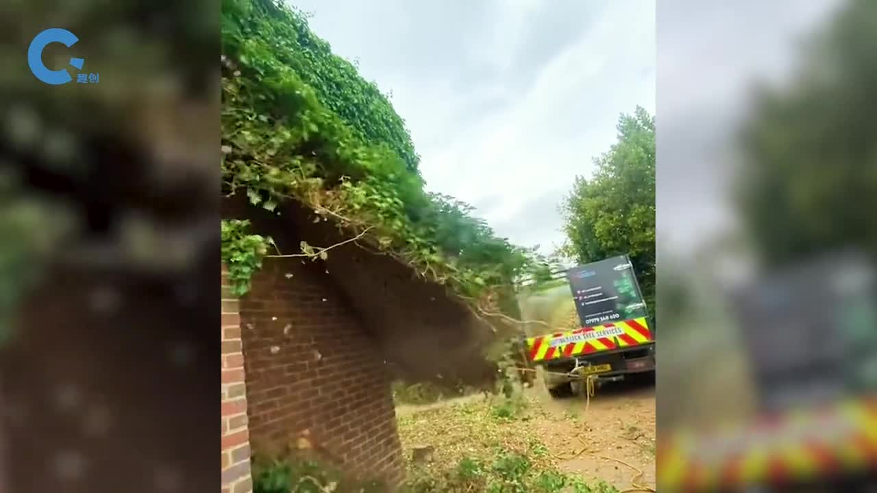 为何要花钱清理爬墙植物捆上绳子一撕一大片