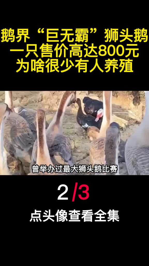 鹅界巨无霸狮头鹅一只售价高达800元为啥很少有人养殖2