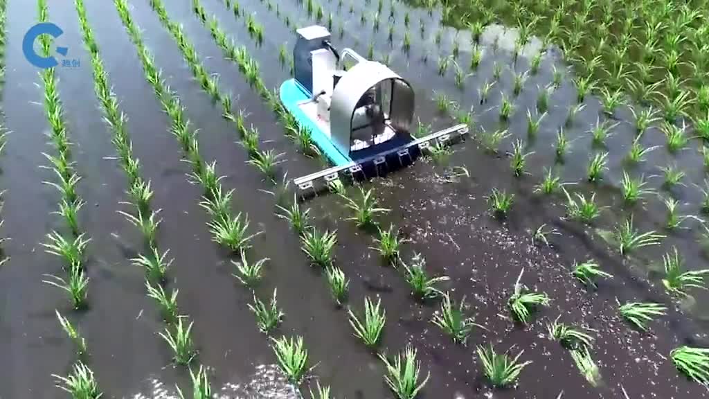 不可思议的水稻除草机遥控小船拖着链条行驶在水面上