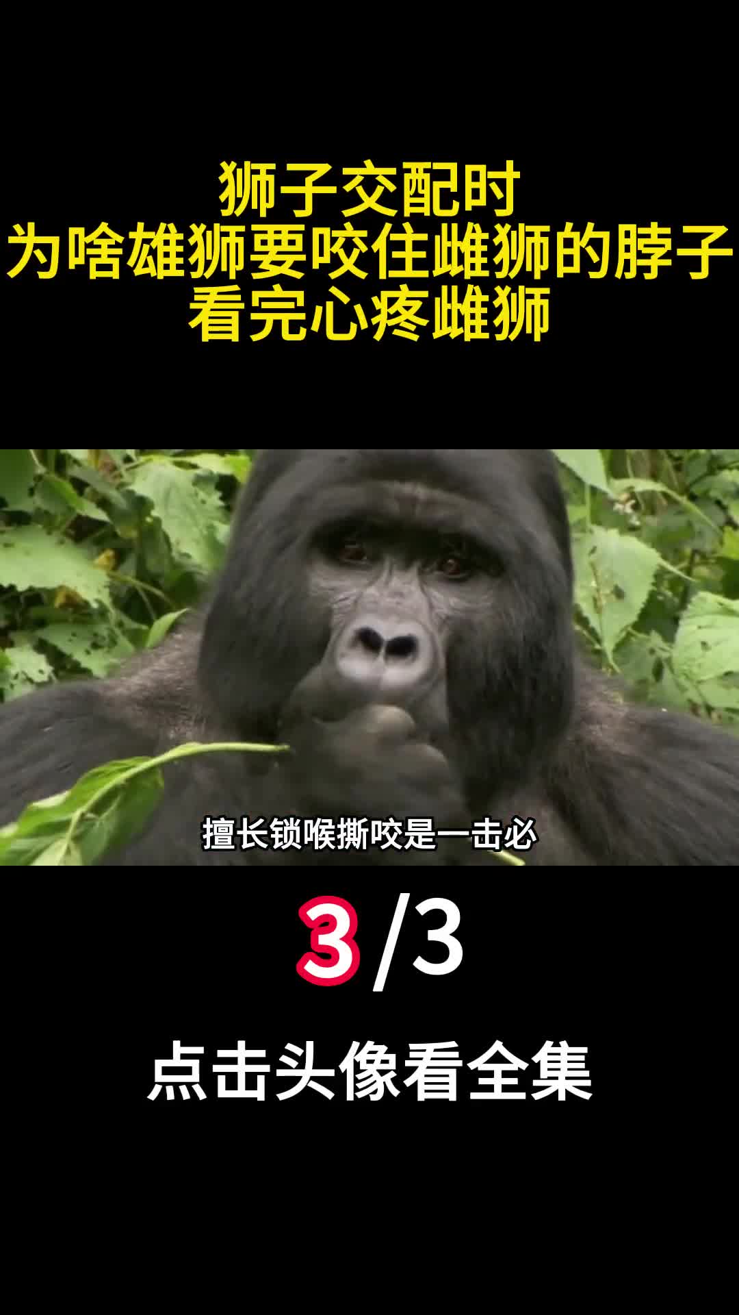 狮子为啥不吃大猩猩难道是打不过大猩猩的战斗力究竟有多强3