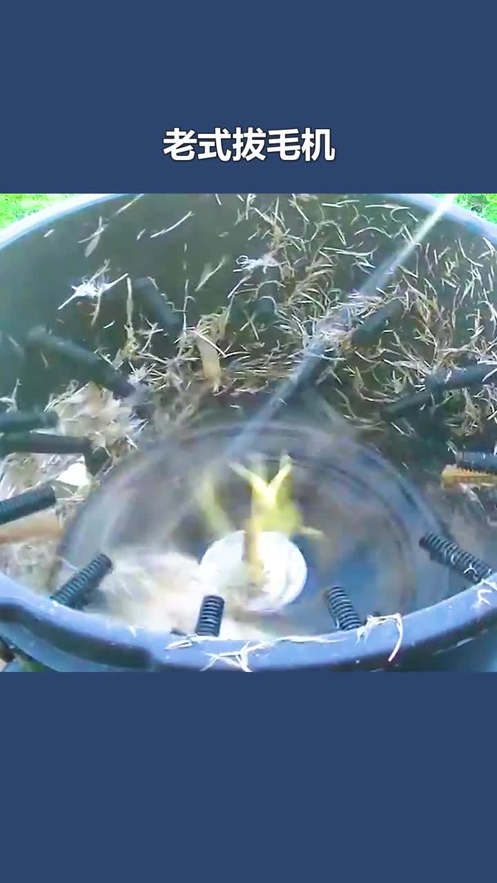 不可思议的老式拔毛机把鸡扔进去翻滚两分钟鸡毛立马拔干净