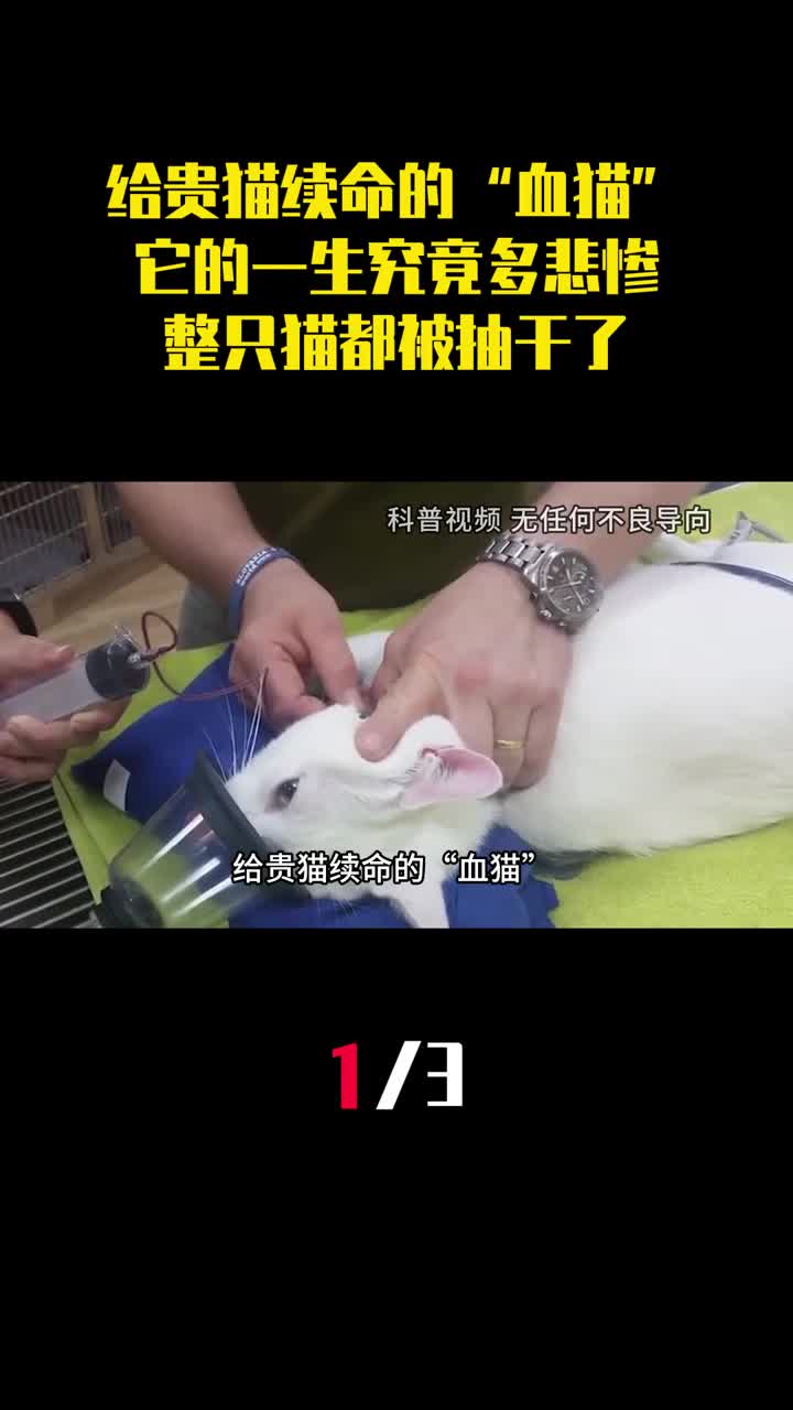 给贵猫续命的血猫它的一生究竟多悲惨整只猫都被抽干了1