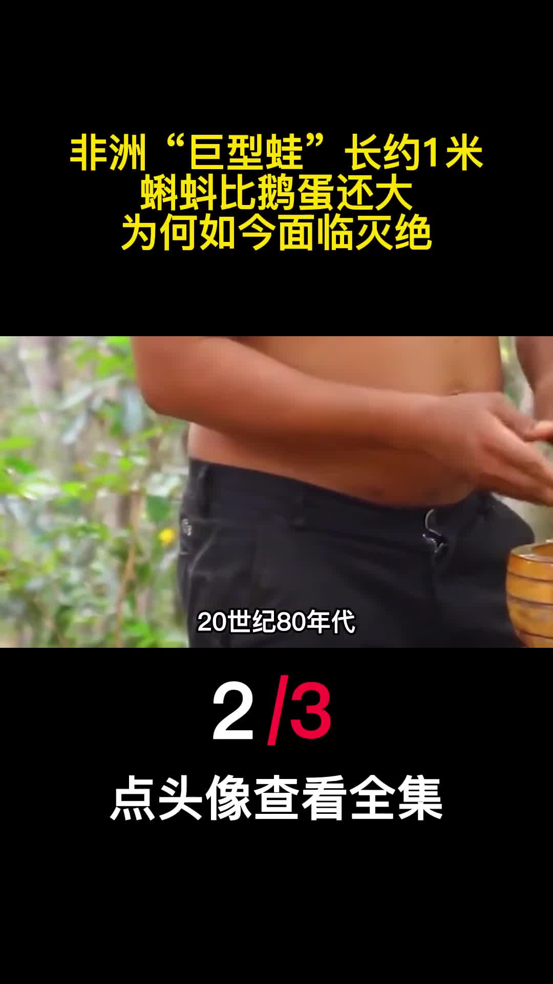 非洲巨型蛙长约1米蝌蚪比鹅蛋还大为何如今面临灭绝2