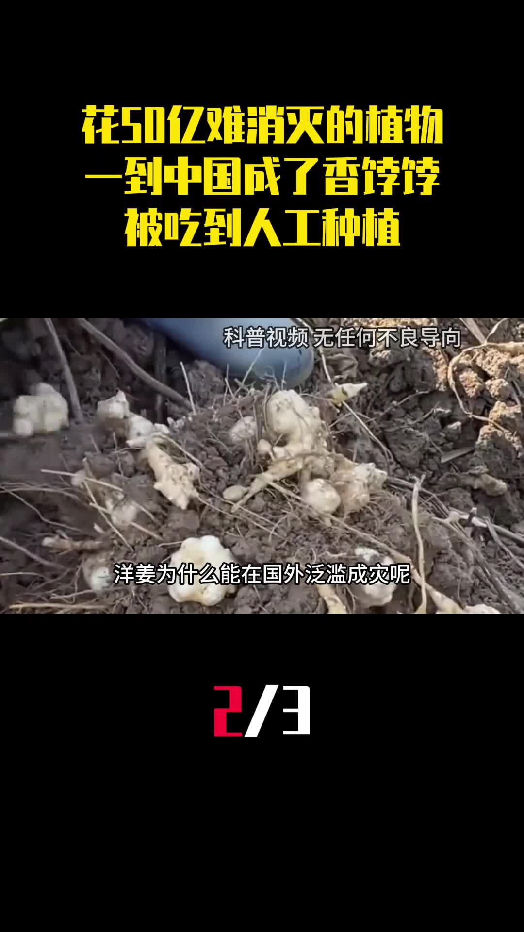 美国花50亿难消灭的植物一到中国成了香饽饽被吃到人工种植2