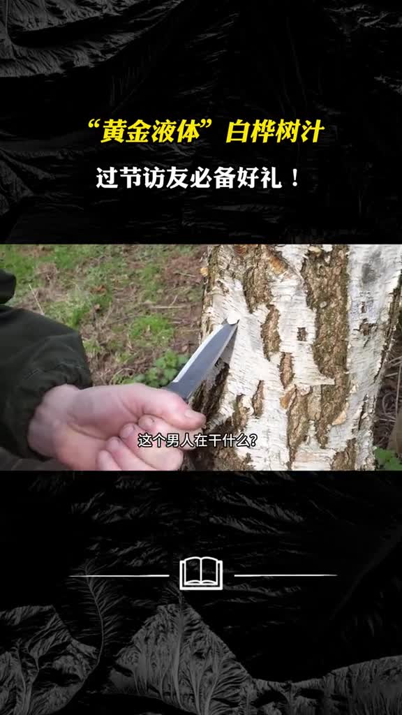 俄罗斯家喻户晓白桦树汁究竟美在何处