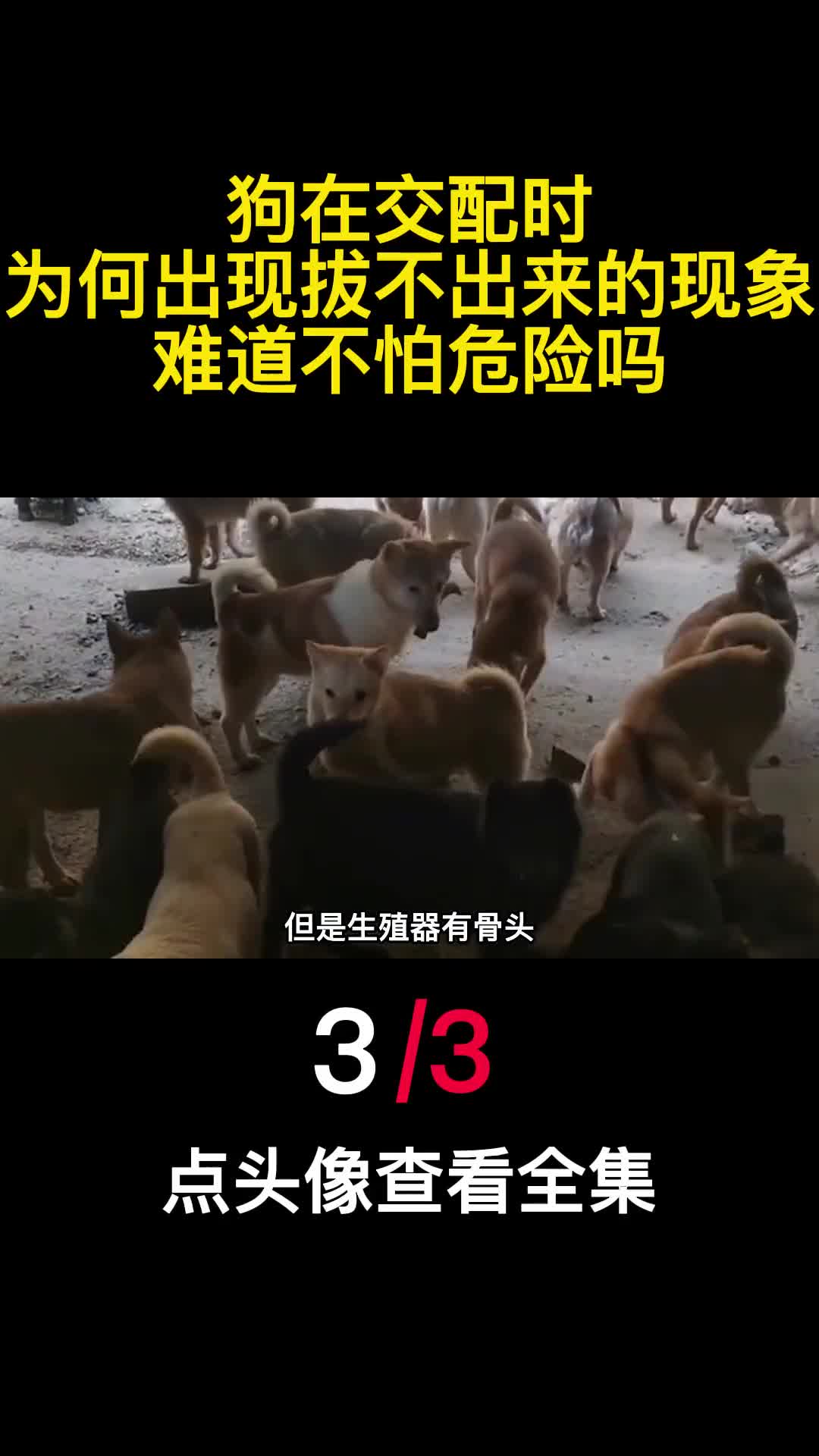 狗在交配时为何出现拔不出来的现象难道不怕危险吗3