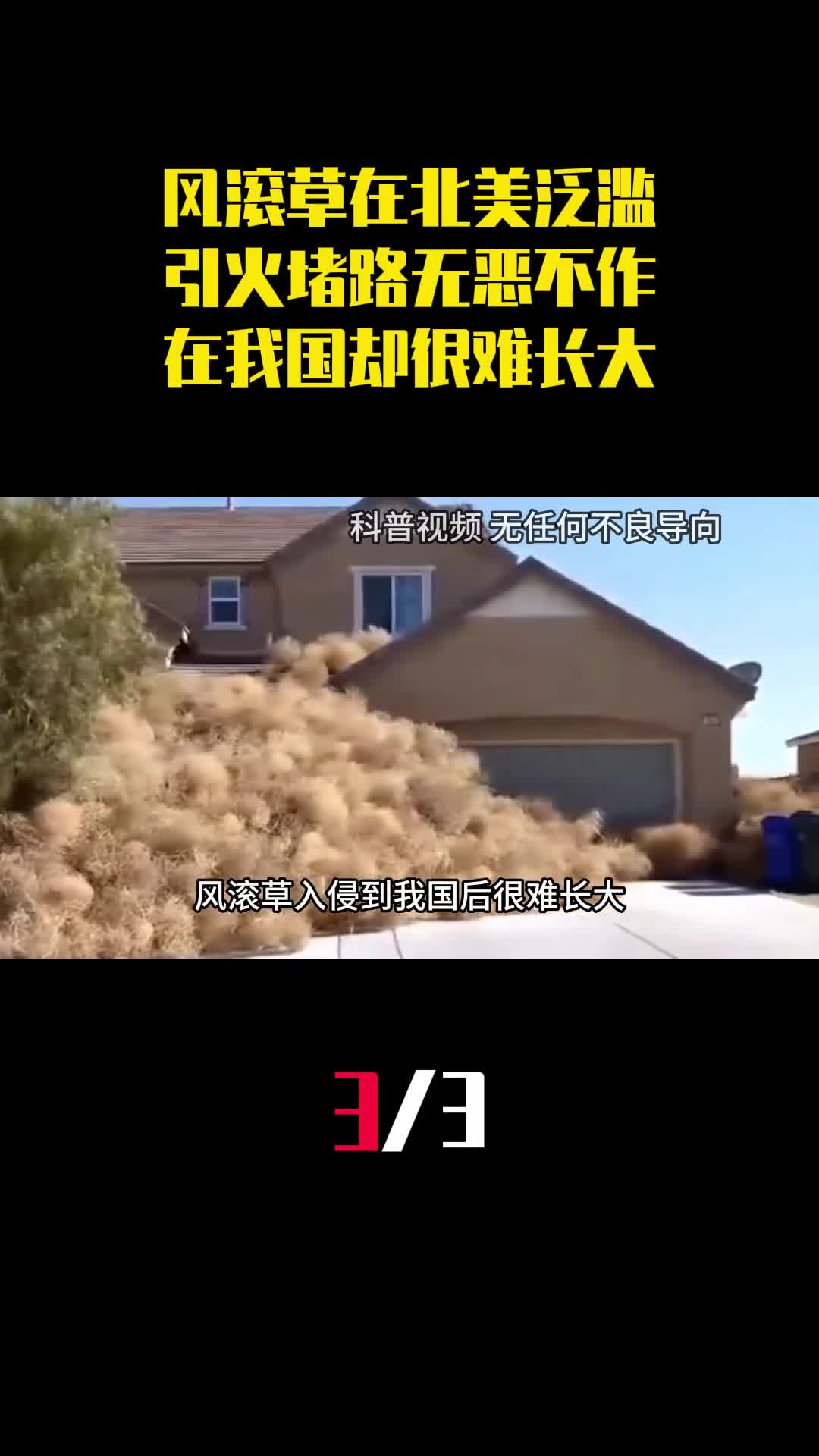 风滚草在北美泛滥引火堵路无恶不作为何在我国却很难长大3