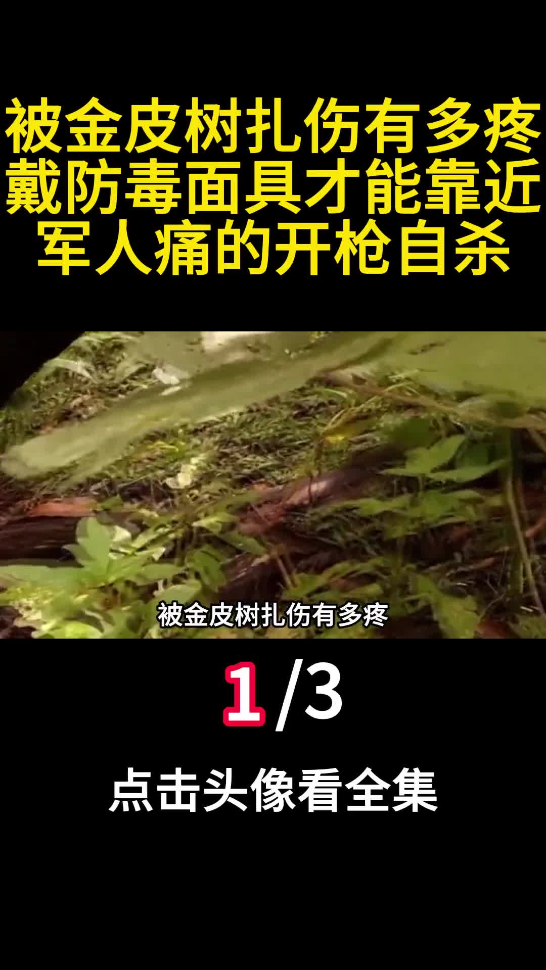被金皮树扎伤有多疼戴防毒面具才能靠近军人痛的开枪自杀一