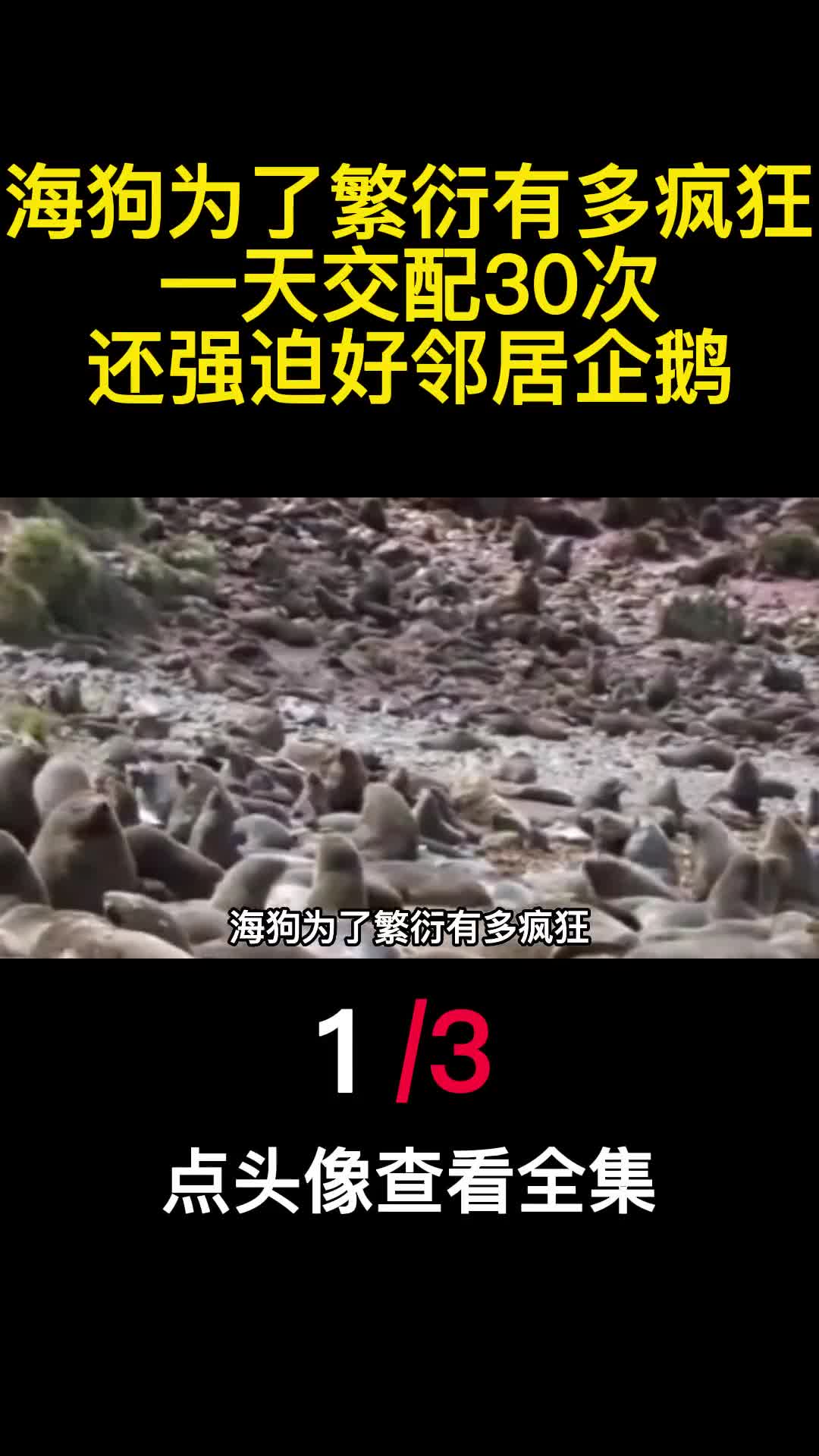 海狗为了繁衍有多疯狂一天交配30次还强迫好邻居企鹅1