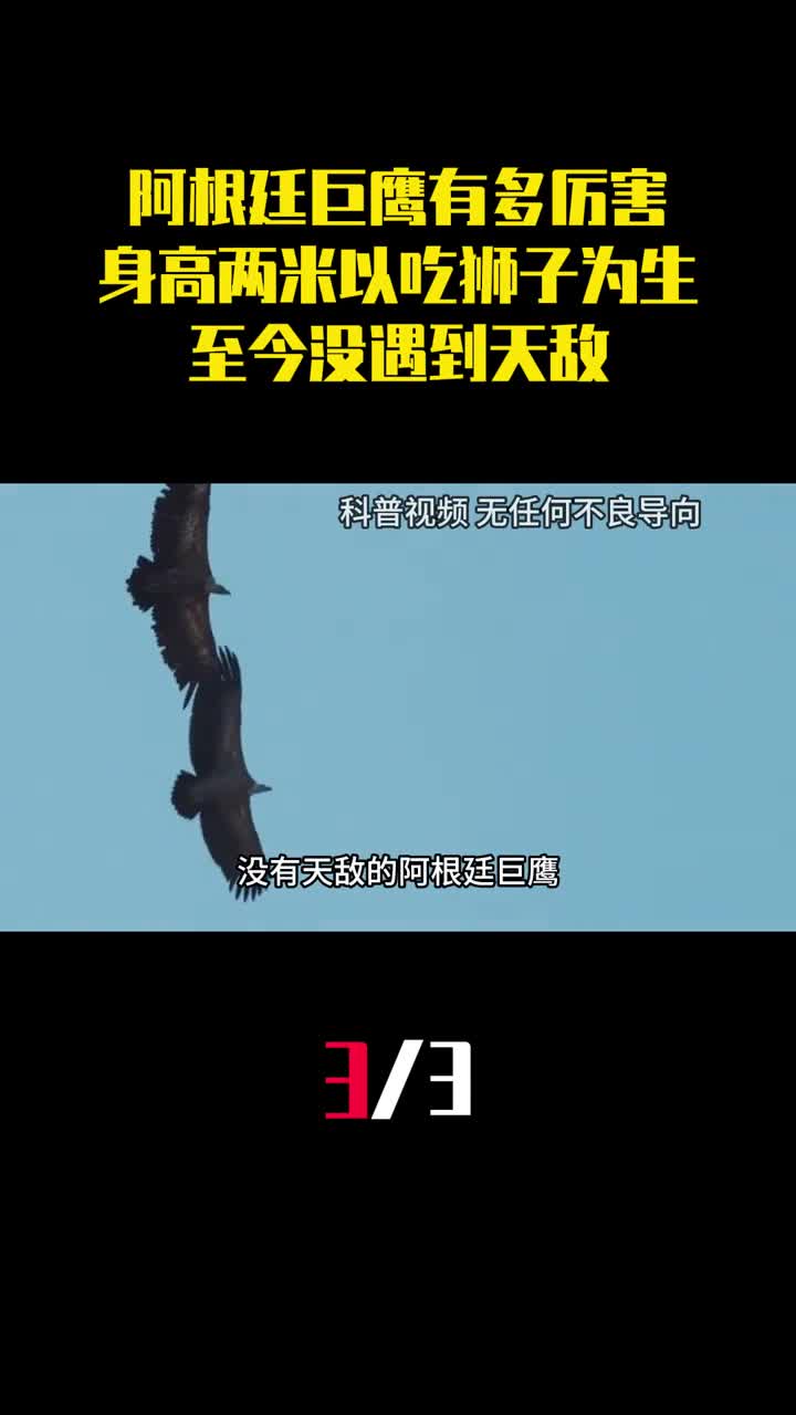 阿根廷巨鹰有多厉害身高两米以吃狮子为生至今没遇到天敌3