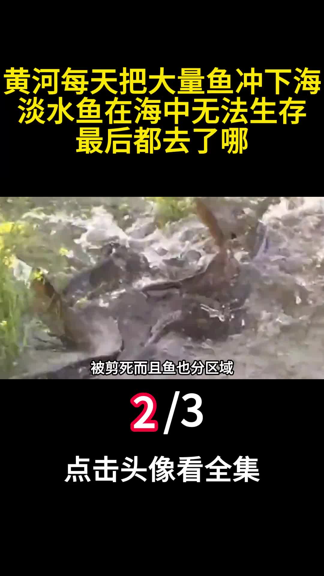 黄河每天把大量鱼冲下海淡水鱼在海中无法生存最后都去了哪2