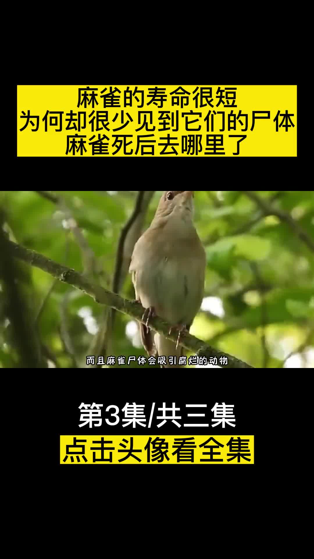 麻雀的寿命很短为何却很少见到它们的尸体麻雀死后去哪里了