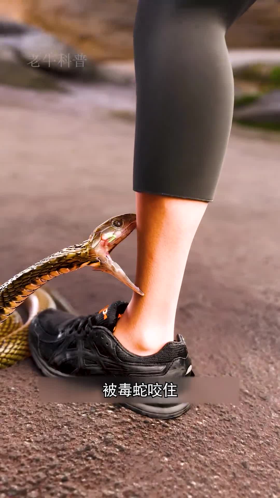 抗蛇毒血清是如何制作的