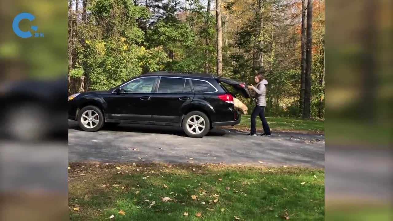 不可思议的落叶收集车把落叶直接吸入机器中