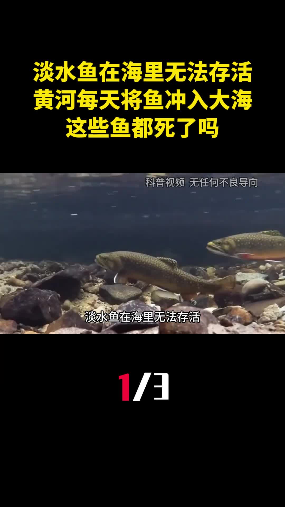 淡水鱼在海里无法存活黄河每天将鱼冲入大海这些鱼都死了吗1