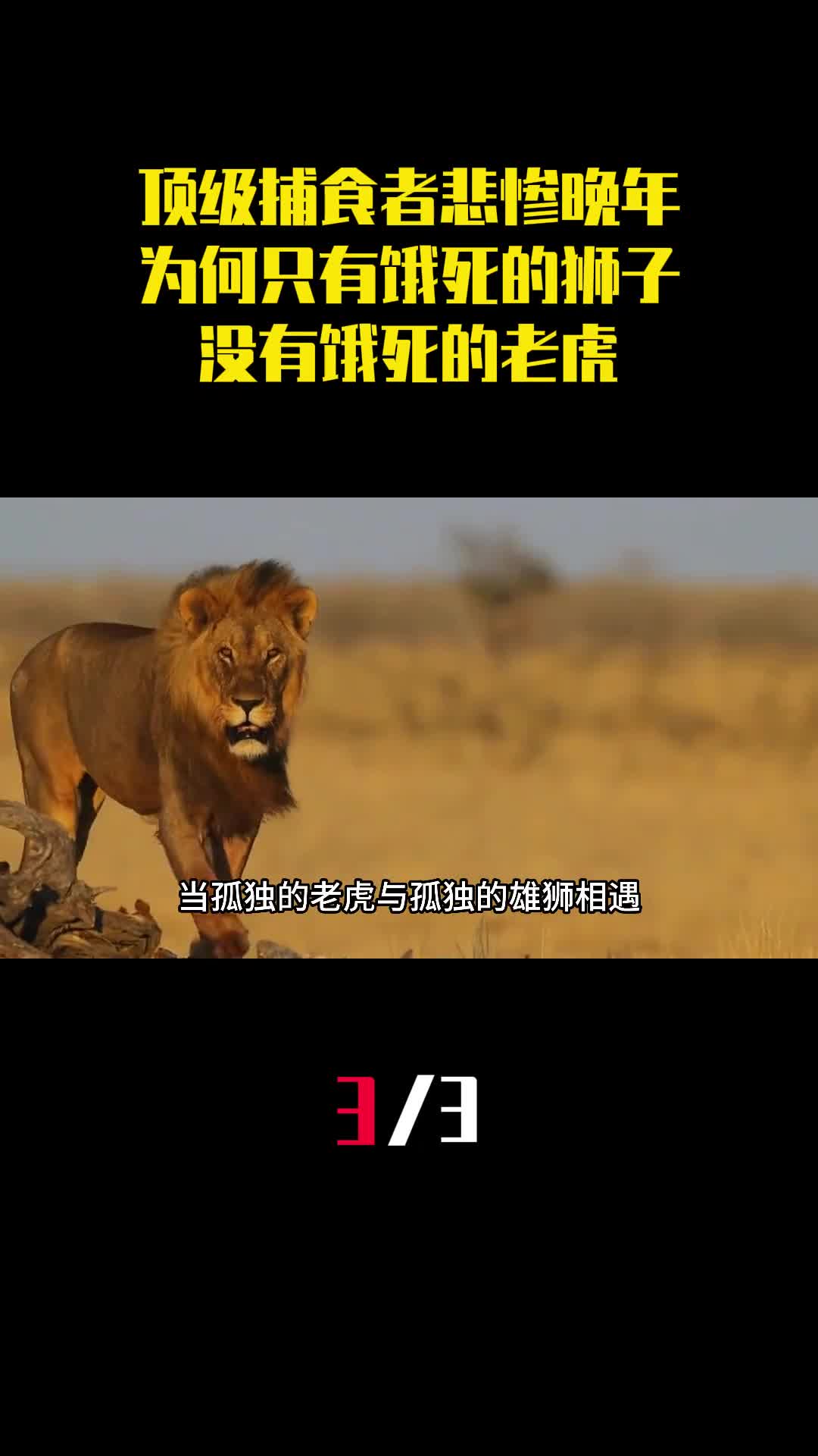 顶级捕食者晚年有多惨为何说只有饿死的狮子没有饿死的老虎3