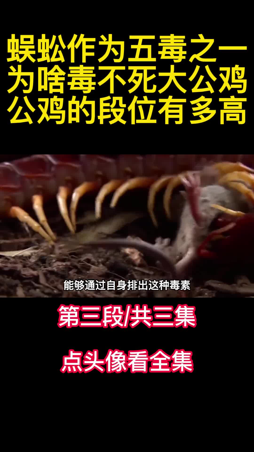 蜈蚣作为五毒之一为啥毒不死大公鸡公鸡的段位有多高3